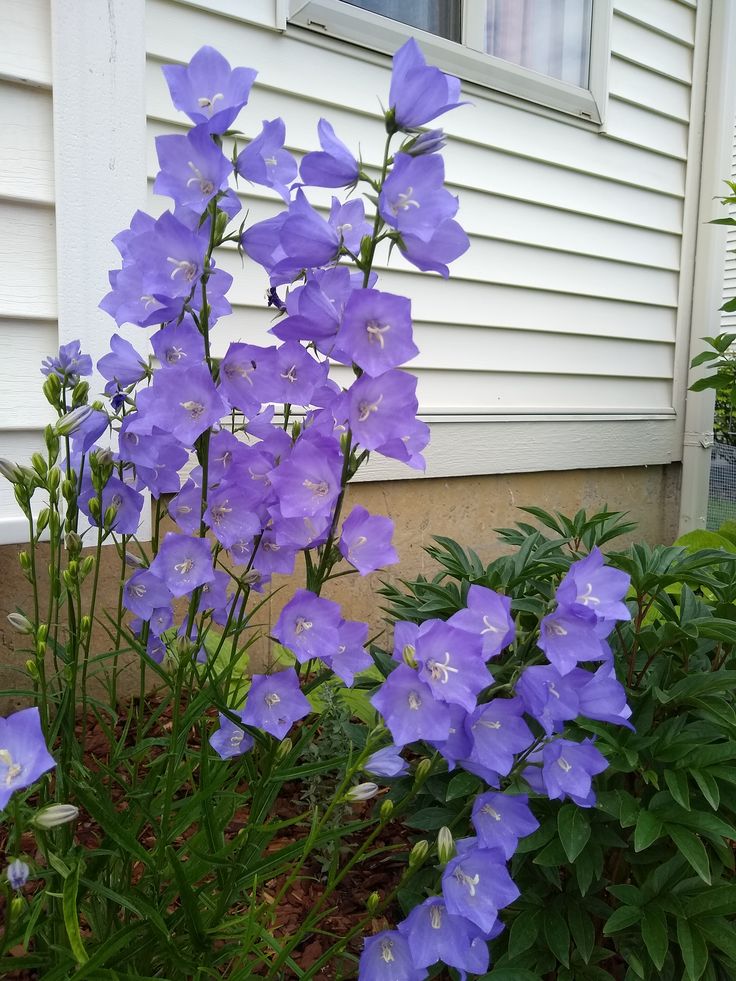 purple flowers in front of a white house