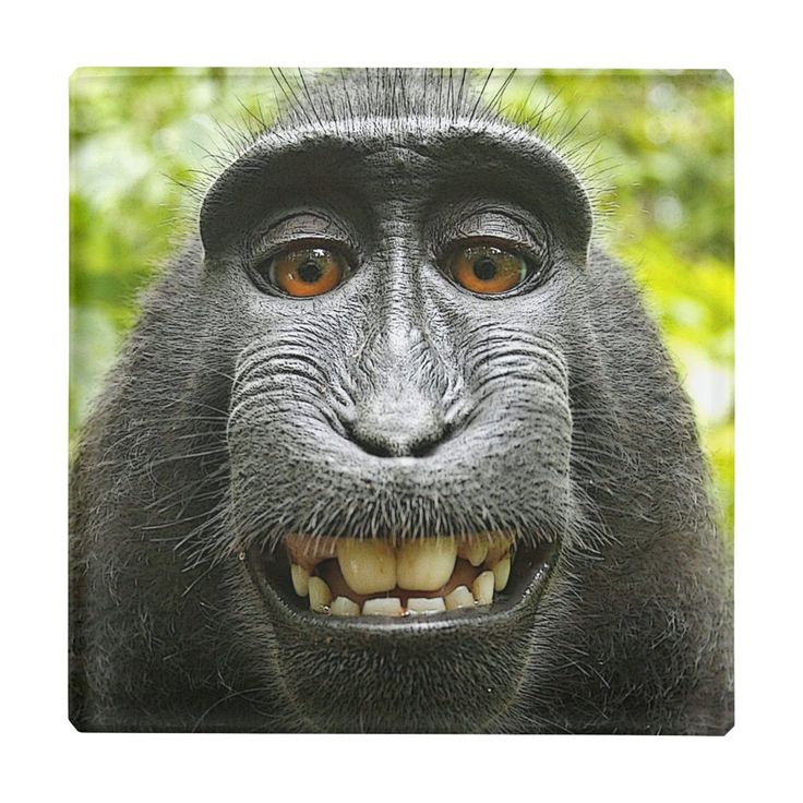 a close up of a monkey with its mouth open and eyes wide open, smiling