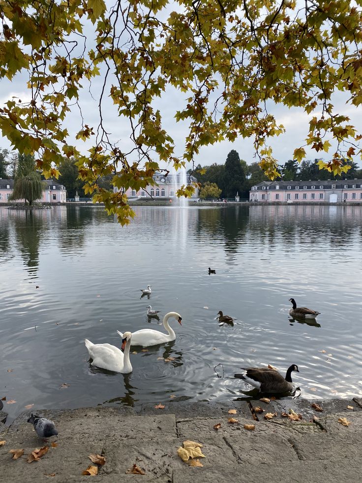 several ducks and geese swimming in a lake