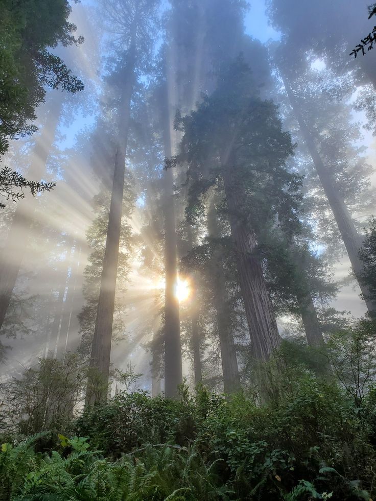 the sun is shining through the foggy forest