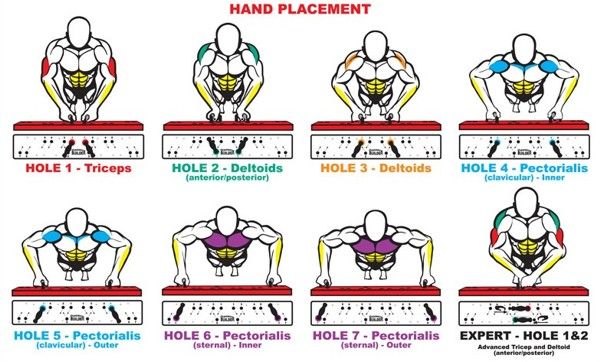 an image of the back muscles in spanish