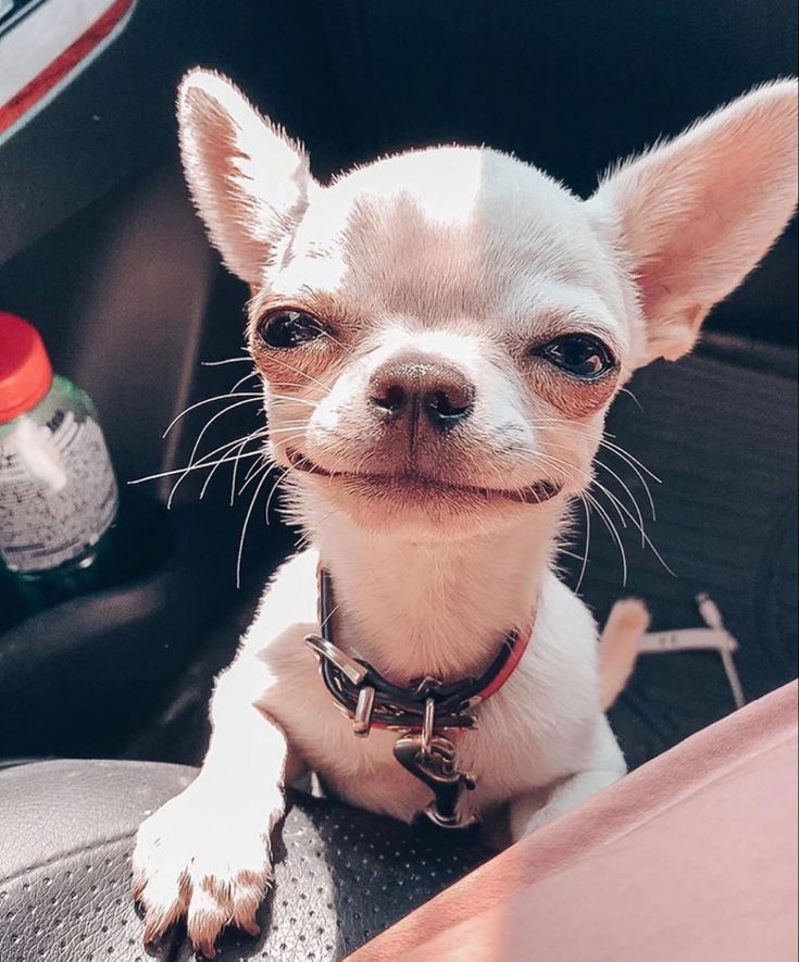 a small dog sitting in the back seat of a car