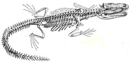 a drawing of a lizard skeleton with an insect on it's back