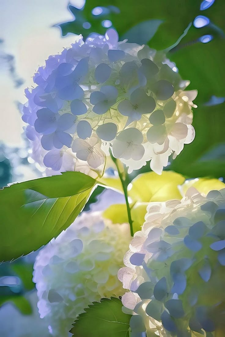 some white flowers and green leaves on a sunny day