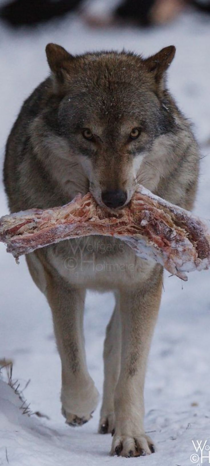 a wolf is walking in the snow with a piece of meat in it's mouth