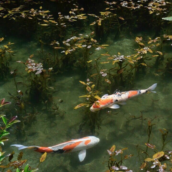 two orange and white koi fish swimming in water with plants growing out of it