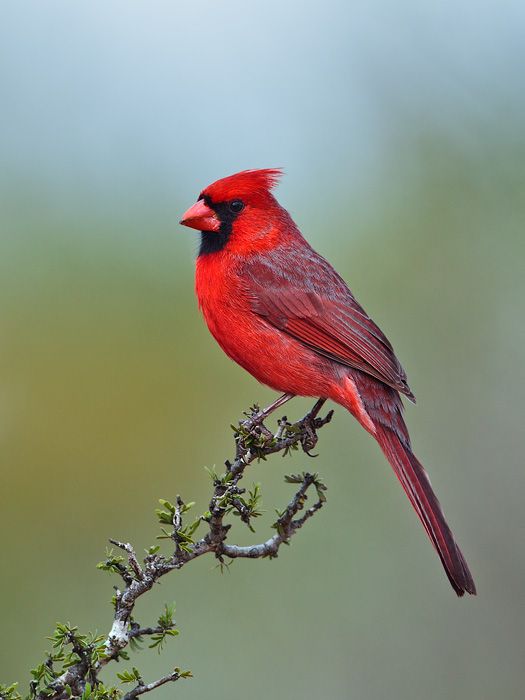 a red bird sitting on top of a tree branch