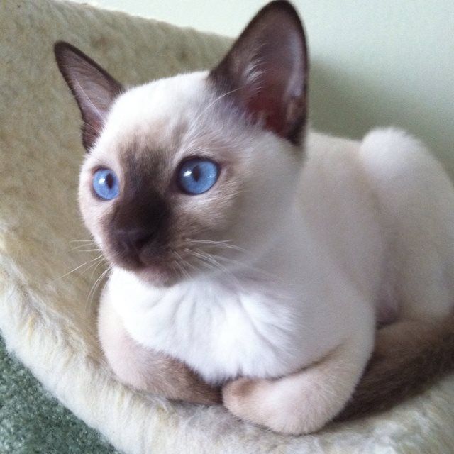 a siamese cat with blue eyes is sitting on a blanket and looking at the camera