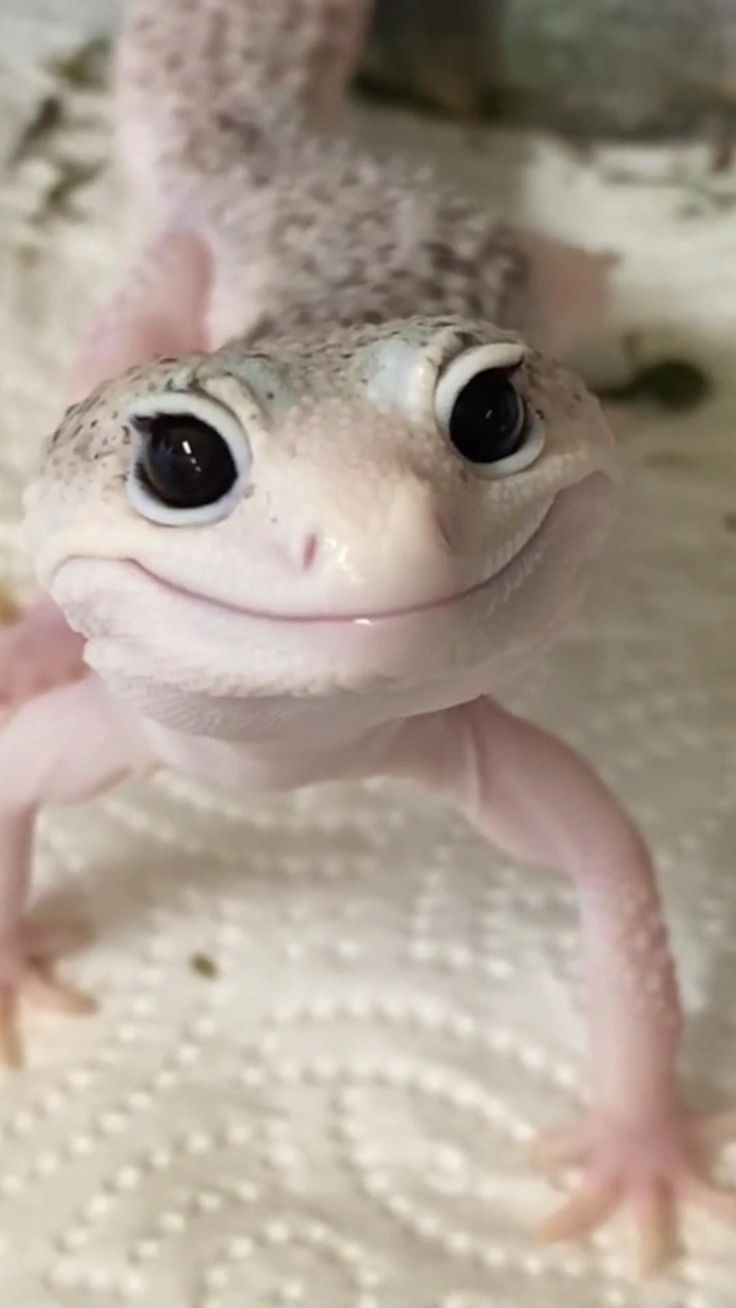 a close up of a gecko on a bed with white sheets and polka dots