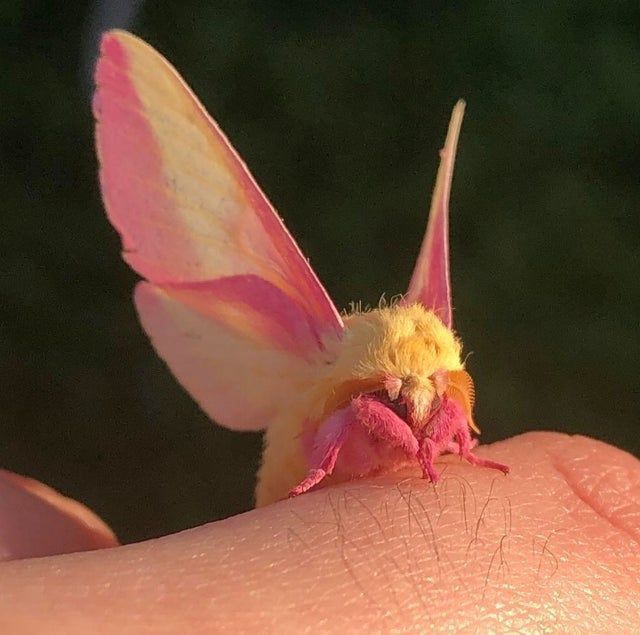 a close up of a person's hand with a pink and yellow moth on it