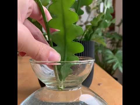 a person is holding a plant in a glass bowl with water and sand on the table