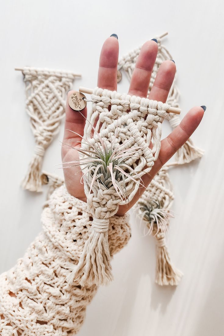 a hand holding a small plant in it's palm, with two air plants attached to it