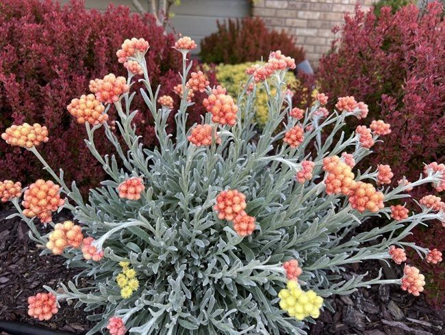 an orange and yellow plant in the middle of some bushes with other plants behind it