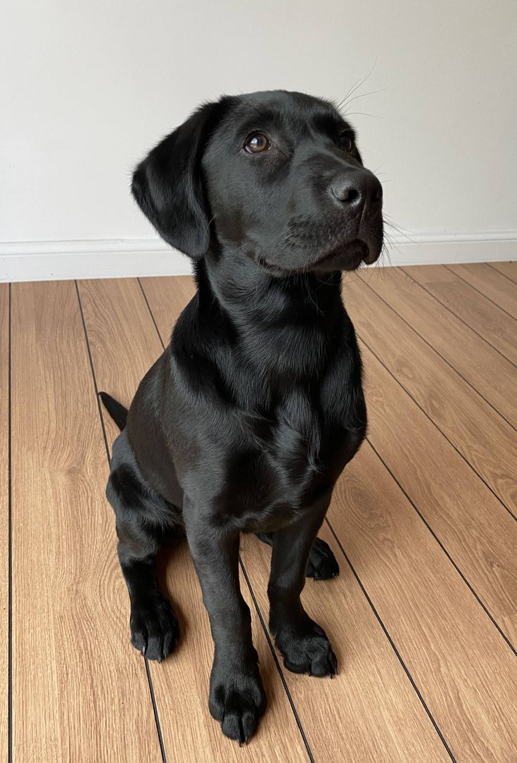 a black dog sitting on top of a hard wood floor