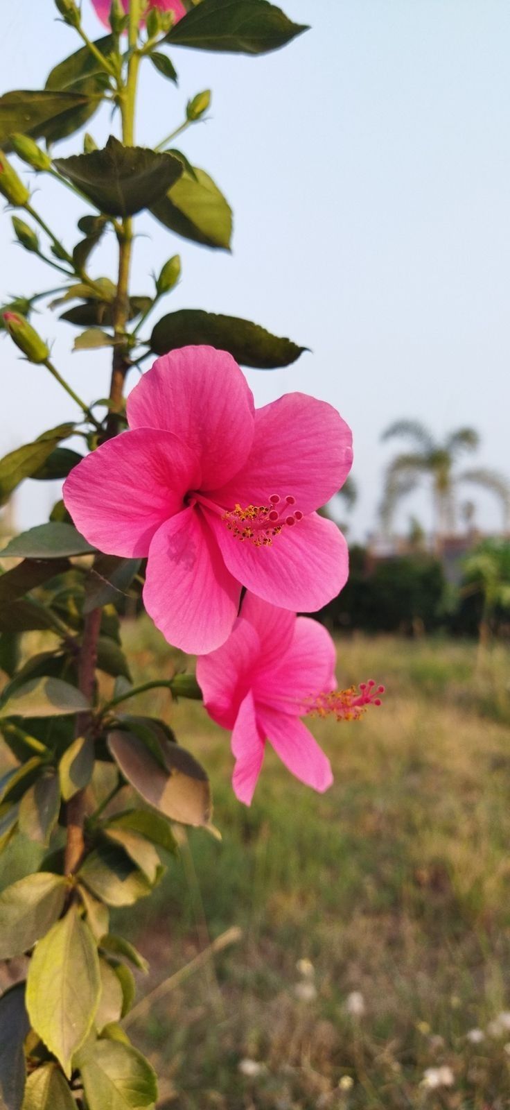 pink flowers are blooming in the field