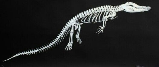 the skeleton of a dinosaur is shown in this black and white photo, it appears to be an adult