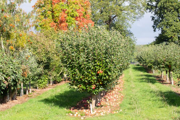 an apple orchard with rows of trees in the foreground and green grass on either side