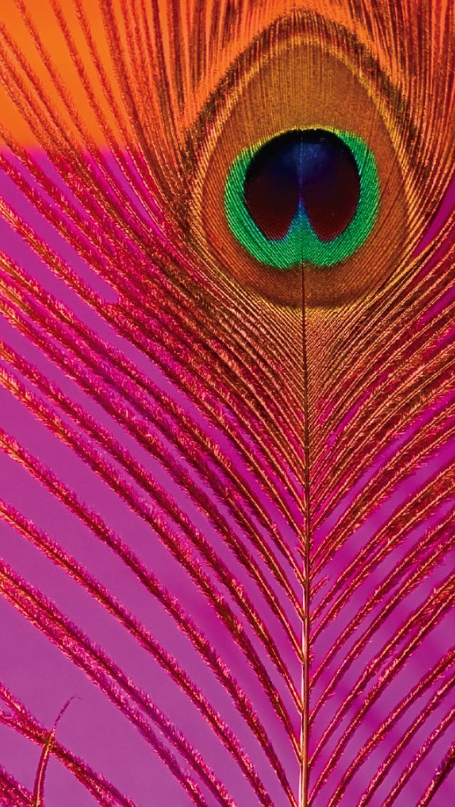 a close up view of a peacock's tail with bright pink and orange background