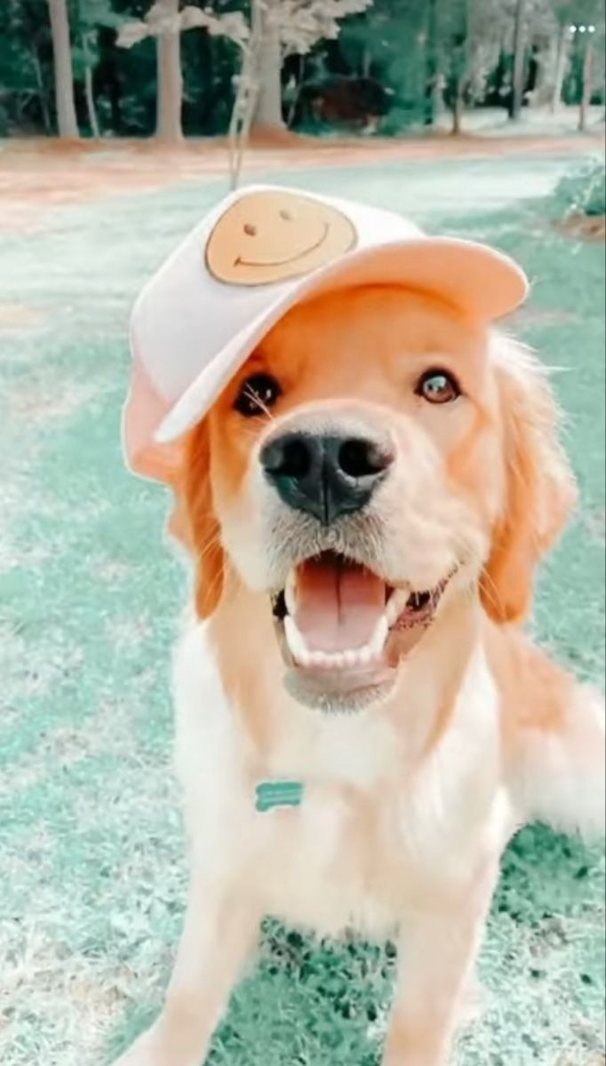 a dog wearing a hat with a smiley face on it's head and smiling