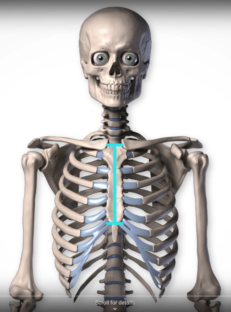 an image of a human skeleton with the arrow pointing to it's left side