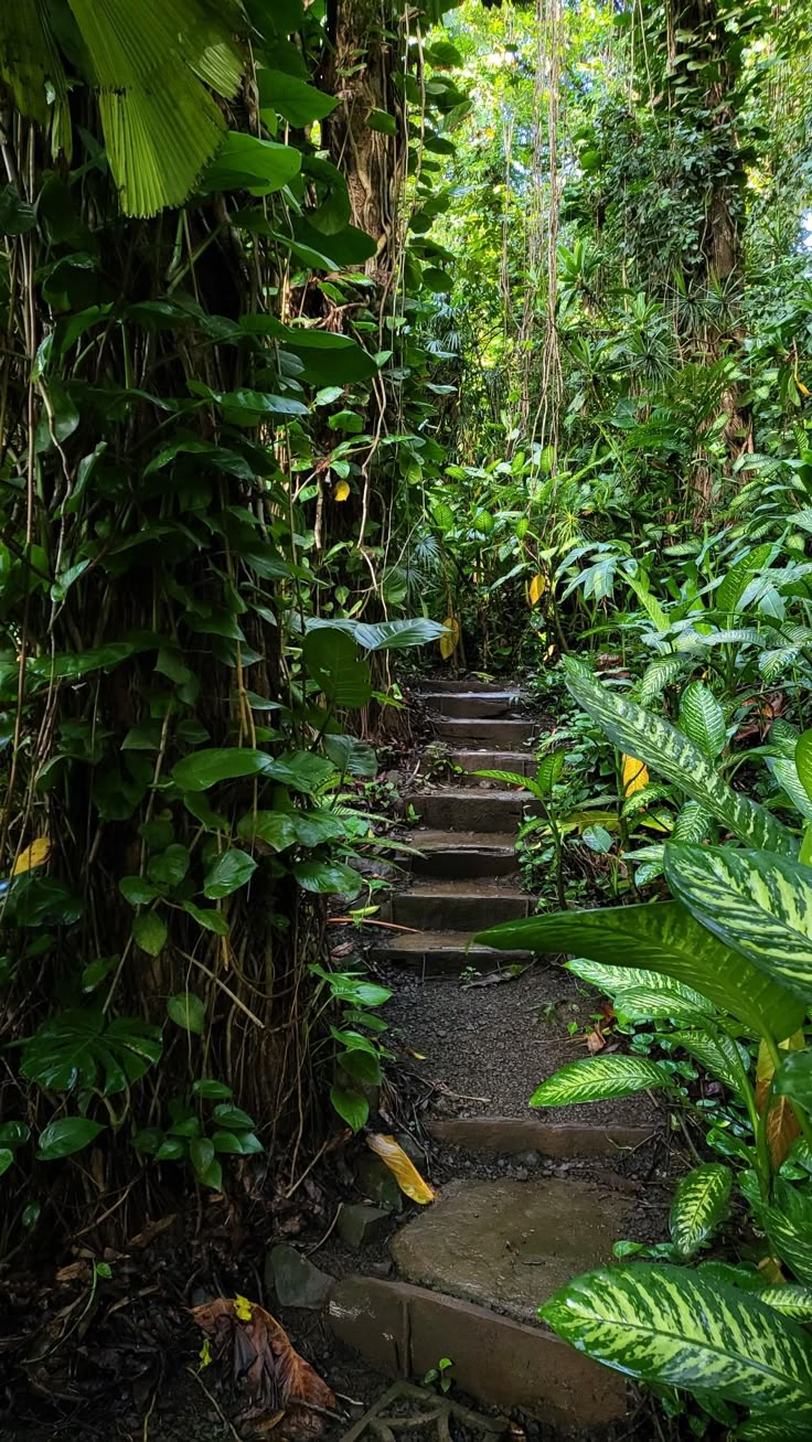 there is a stone path in the jungle