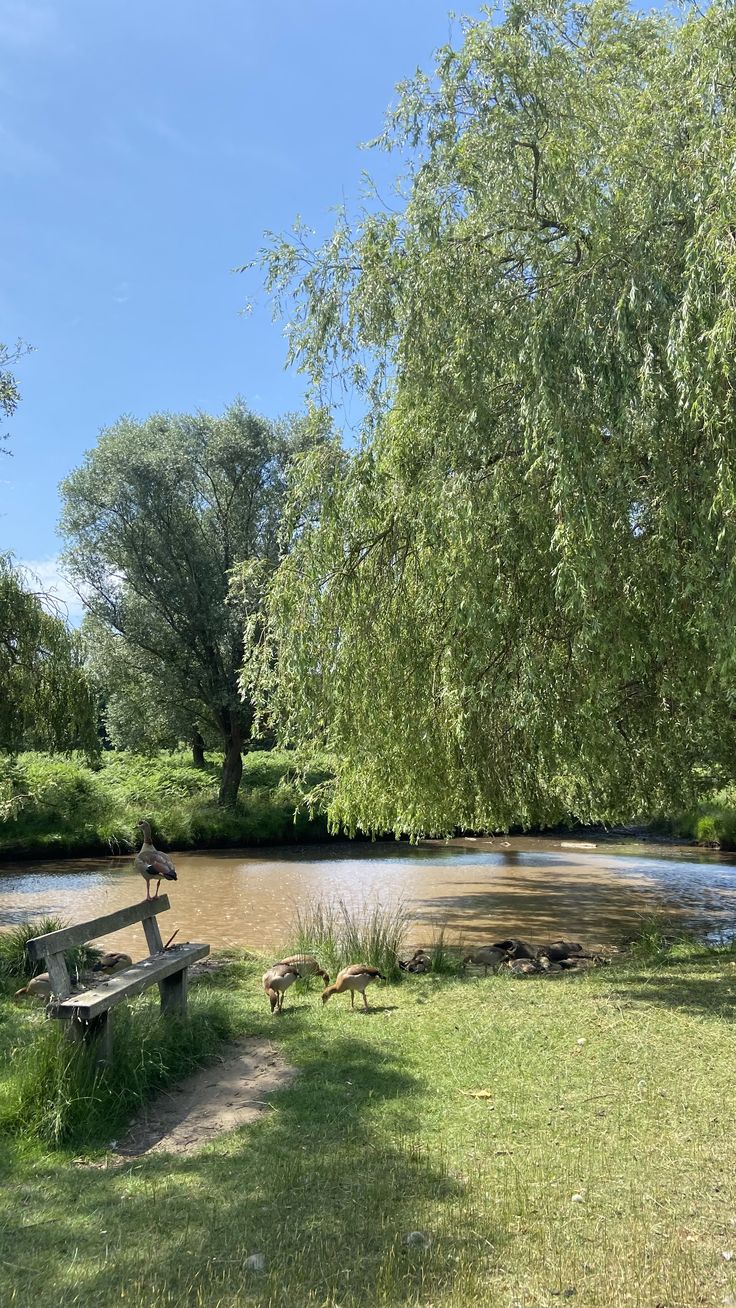 a park bench sitting next to a river with ducks in the grass and trees around it