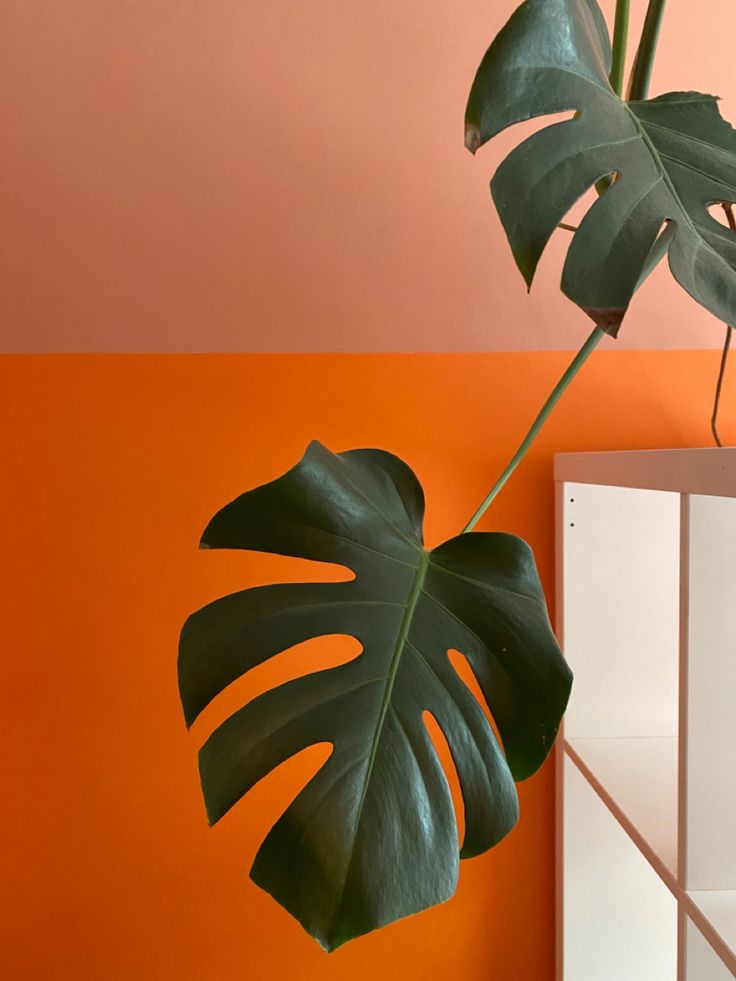 a large green plant in front of an orange wall