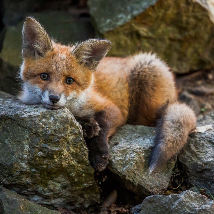 a small red fox is sitting on some rocks