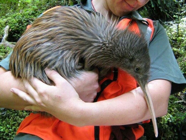 a woman holding an emu in her arms while wearing an orange vest and looking at the camera