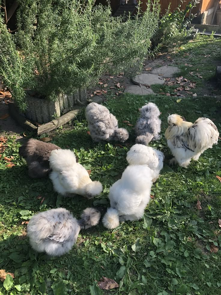 several stuffed animals laying in the grass near some bushes and trees, one is gray and white