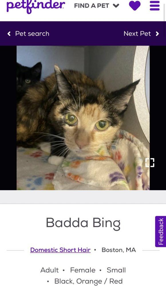 a cat is laying on top of a bed with the caption badda bing