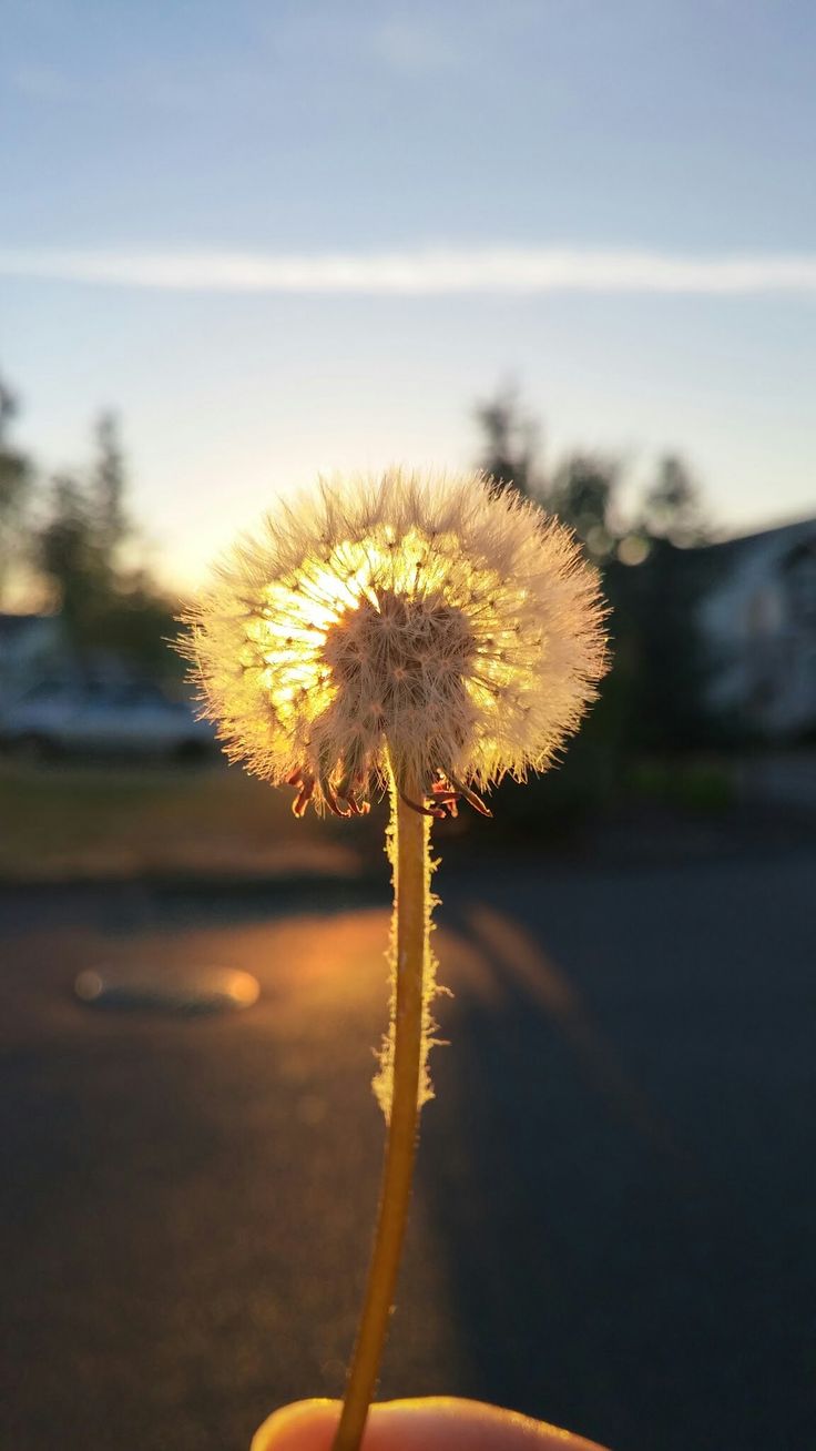 a person holding a dandelion with the sun setting in the back ground behind them