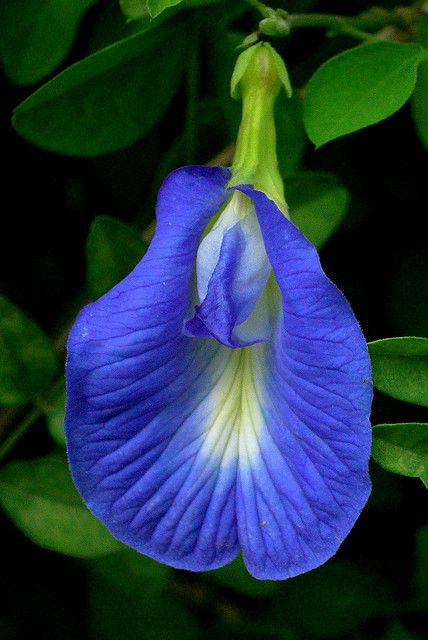 a blue flower that is growing on a tree