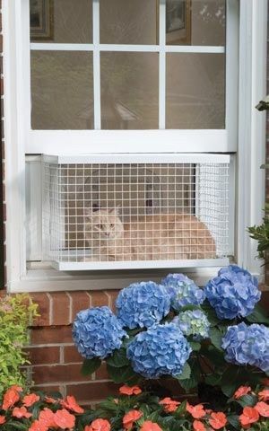 a dog is sitting in the window sill next to hydranges and flowers