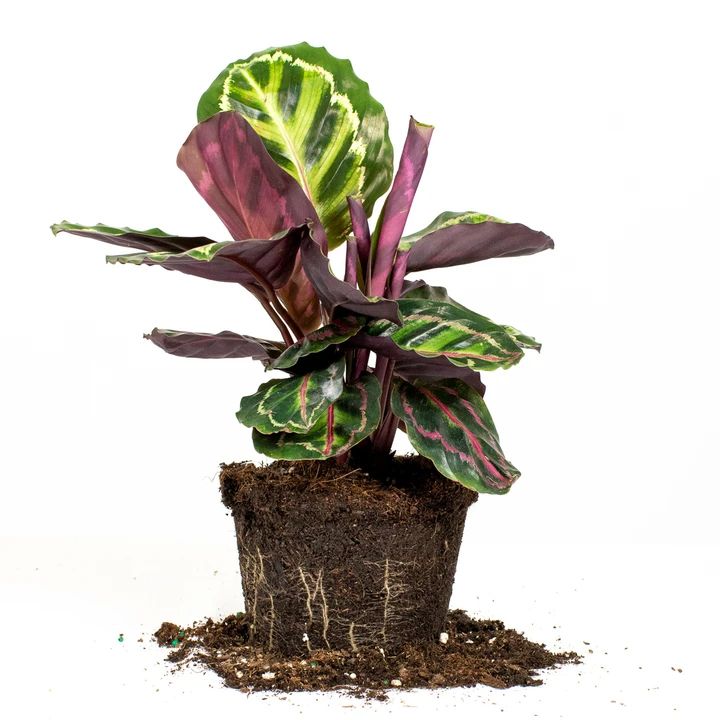 a potted plant with purple and green leaves on top of dirt in front of a white background