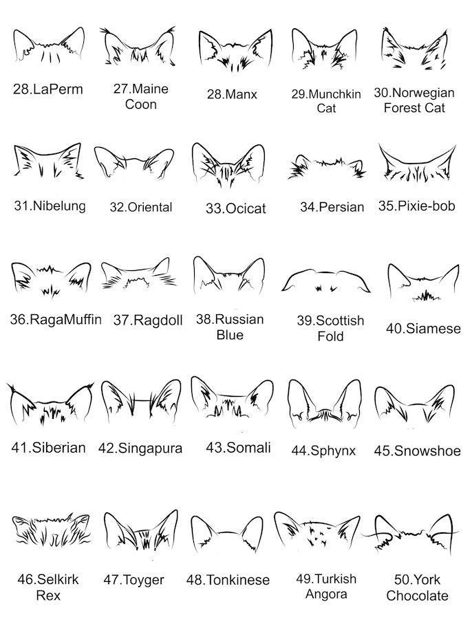 the cat's head sizes are shown in black and white