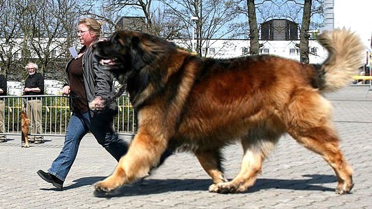 a large brown and black dog walking next to a person on a sidewalk with another man in the background