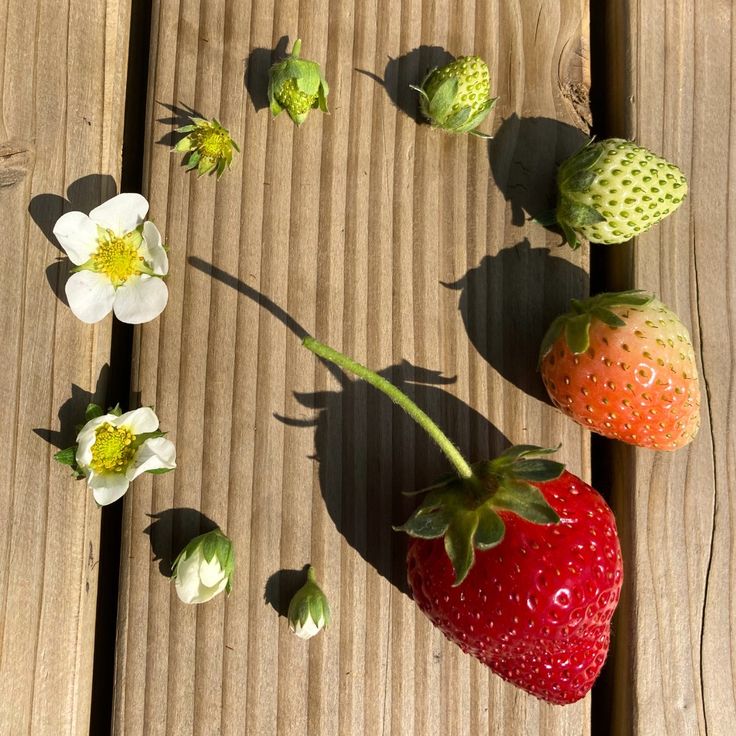 strawberries and flowers sitting on a wooden table with shadows from the sun coming through them