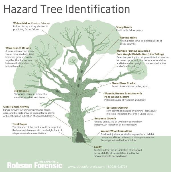 a tree labeled in different parts of its trunk and branches with labels on the top