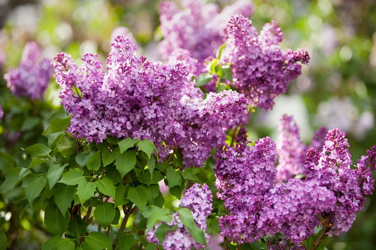 purple lilacs are blooming in the garden