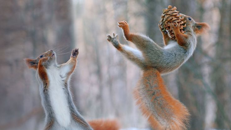 two squirrels are playing in the snow with their tails up and one squirrel is reaching for something