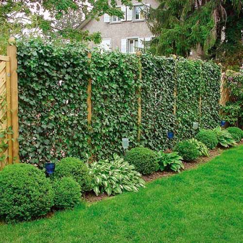 a garden with lots of green plants growing on the side of it and a wooden fence