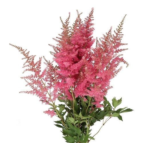 pink flowers in a vase on a white background