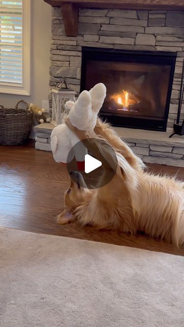 a dog laying on its back with a stuffed animal in it's mouth