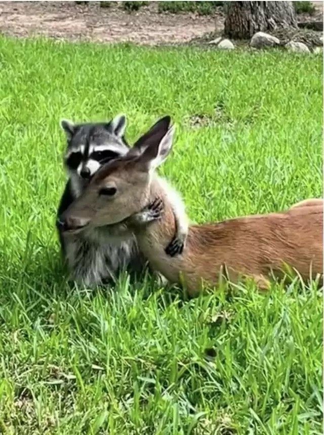 a baby raccoon is laying in the grass next to an adult raccoon