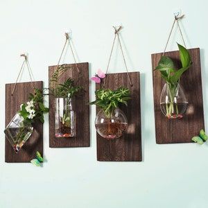 four hanging glass vases with plants in them on a wooden board, each containing water and air plants