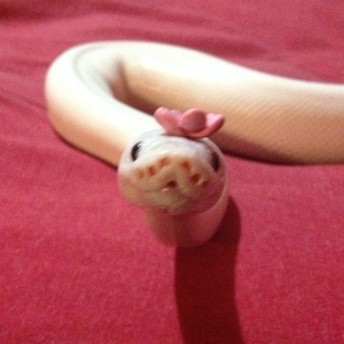 a close up of a toy snake on a red surface with a banana in the background