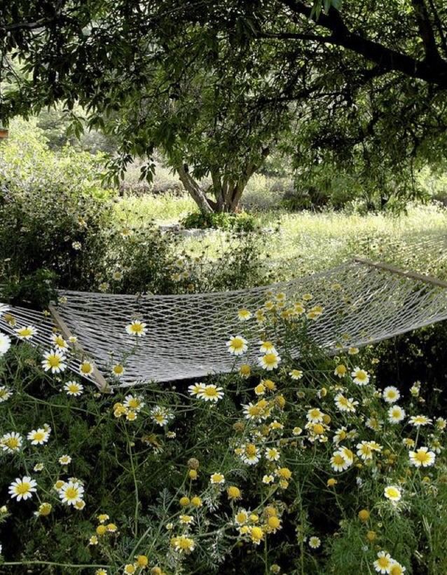 a hammock in the middle of a field full of daisies