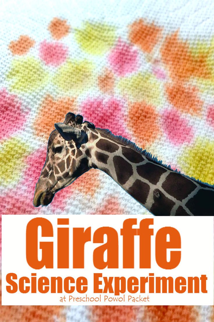 giraffe science experiment for preschool and pre - school students with text overlay