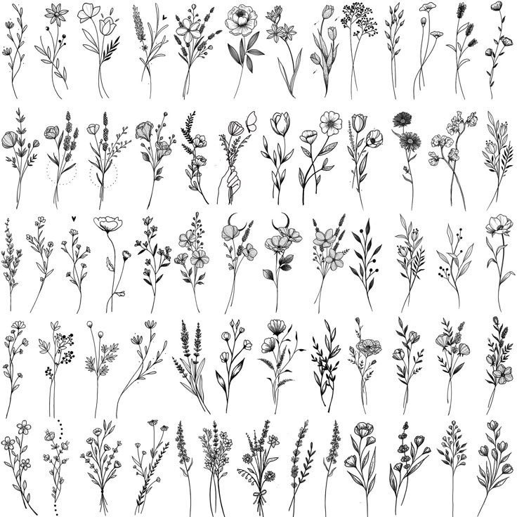 various flowers and plants drawn in ink on paper, each with their own drawing technique